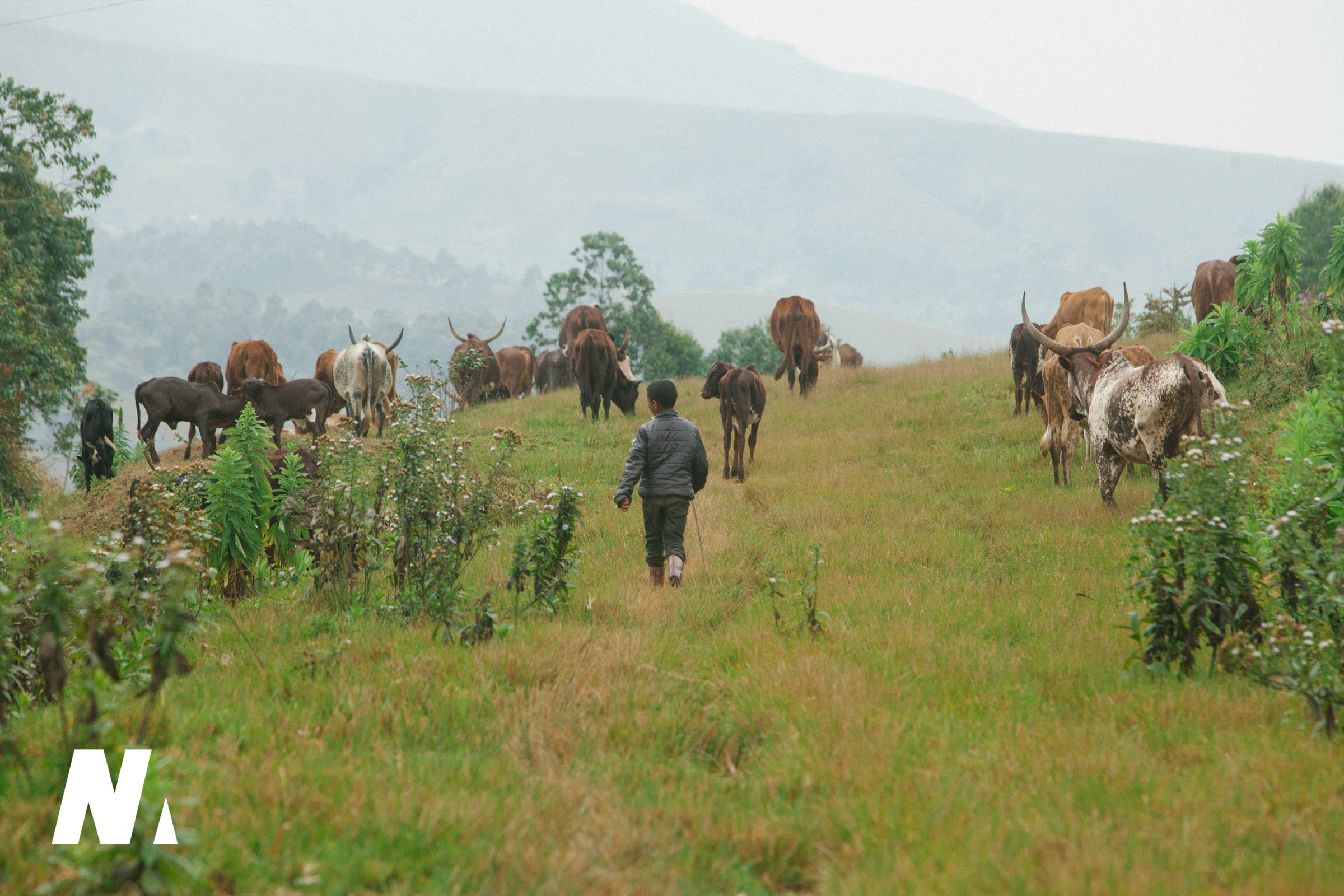 A child walking with cattle through the Cameroon highlands