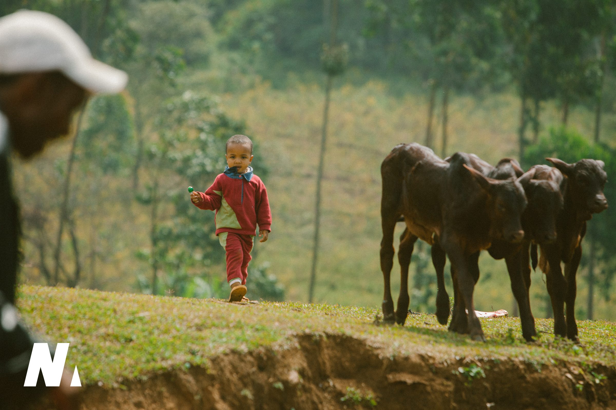 A small child walking beside a group of calves