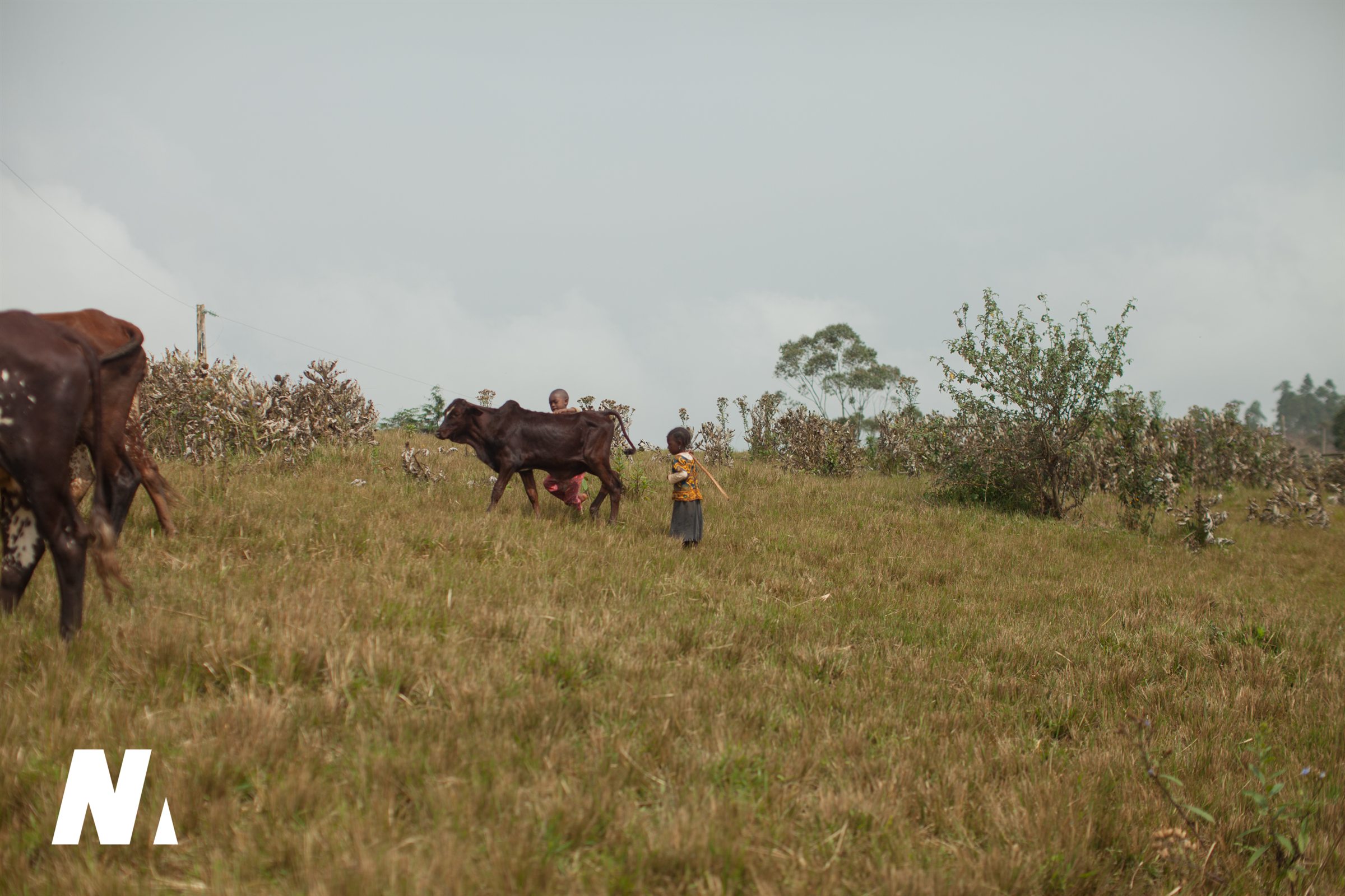 Children guiding cattle through open grassland